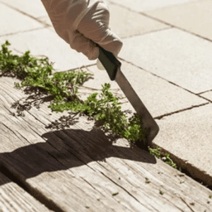 Outdoor-Butler-weed min