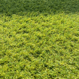 What Are the Advantages of Artificial Grass for Coastal Areas