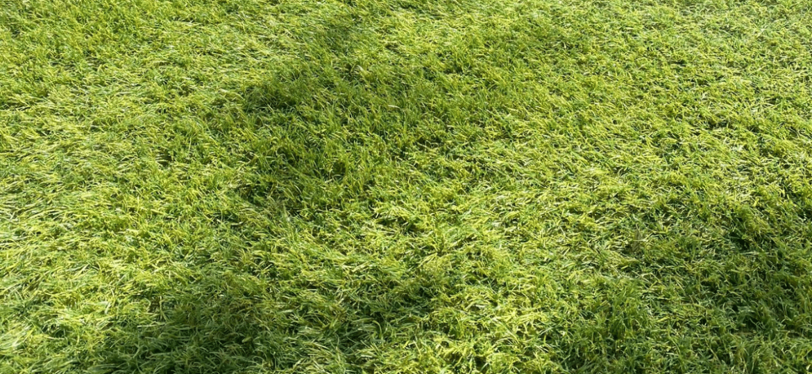How to Choose the Right Artificial Grass for Your Garden?